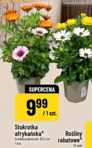 Stokrotka afrykańska