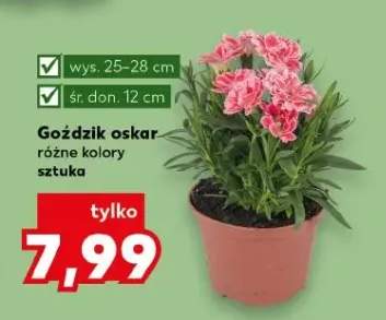 goździki