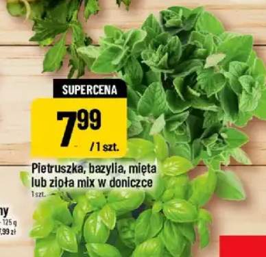 Pietruszka w doniczce