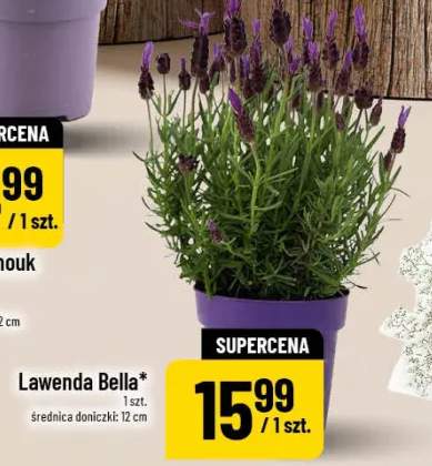Lawenda Bella średnica doniczki 12cm