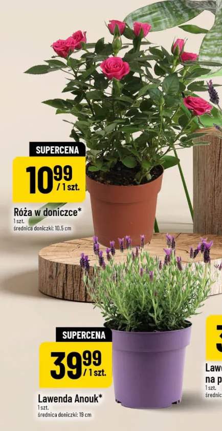 Lawenda Anouk średnica doniczki 19cm