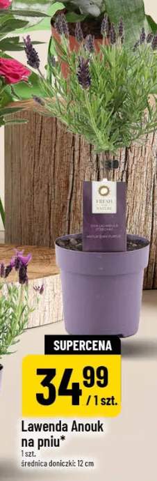 Lawenda Anouk na pniu średnica doniczki 12cm