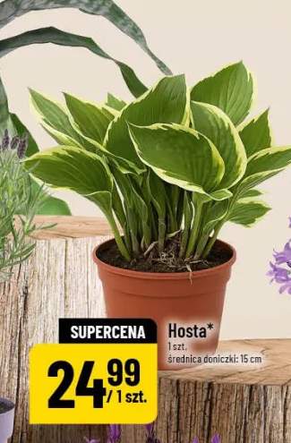 Hosta średnica doniczki 15cm