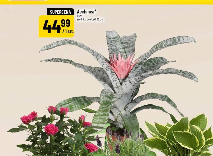 Aechmea średnica doniczki 15cm