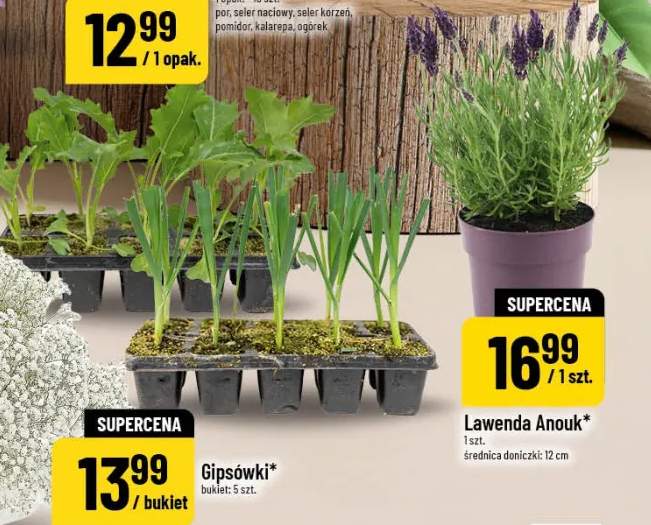 Lawenda Anouk średnica doniczki 12cm