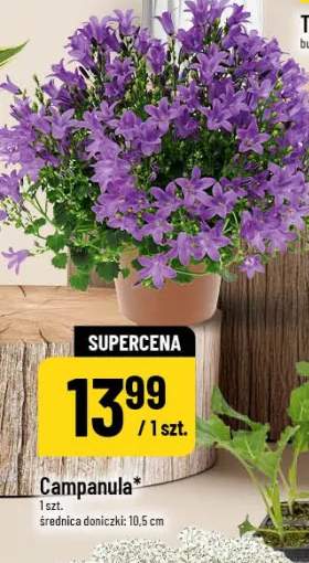 Campanula średnica doniczki 10.5cm