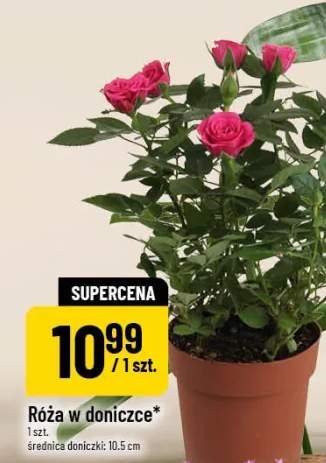 Róża w doniczce średnica doniczki 10.5cm