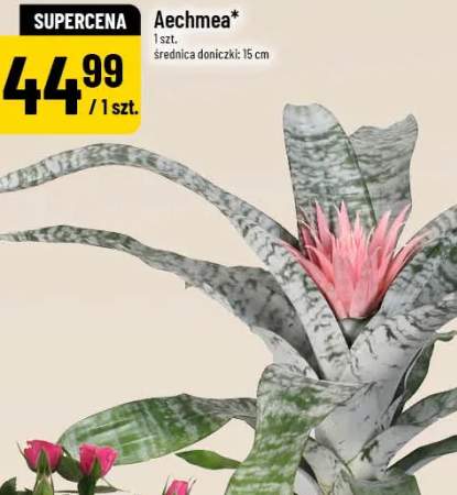 Aechmea średnica doniczki 15cm