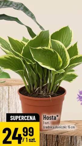 Hosta średnica doniczki 15cm