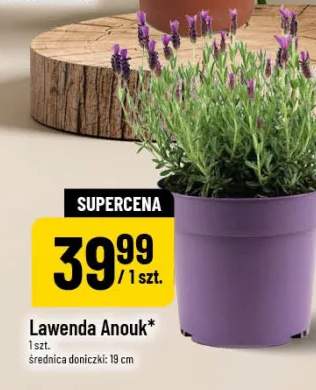 Lawenda Anouk średnica doniczki 19cm
