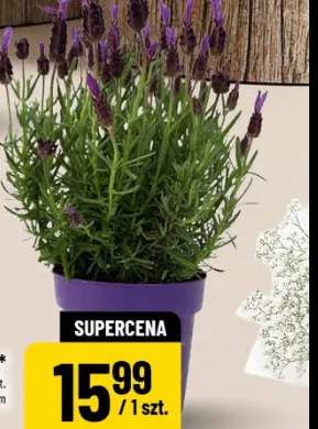 Lawenda Bella średnica doniczki 12cm