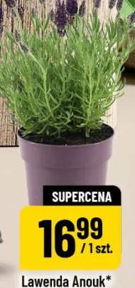 Lawenda Anouk średnica doniczki 12cm