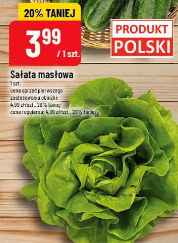 Sałata masłowa polska