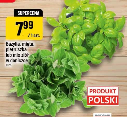 Mięta w doniczce