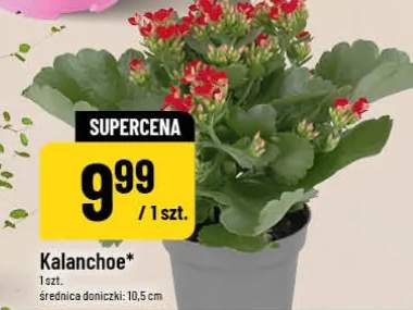 Kalanchoe średnica doniczki 10,5cm