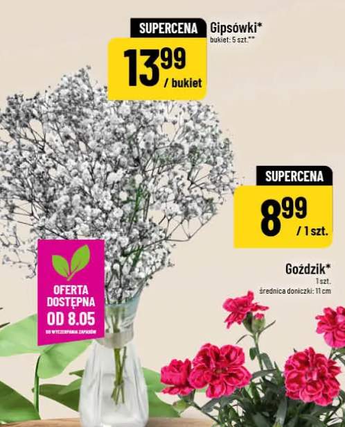 Goździk średnica doniczki 11cm