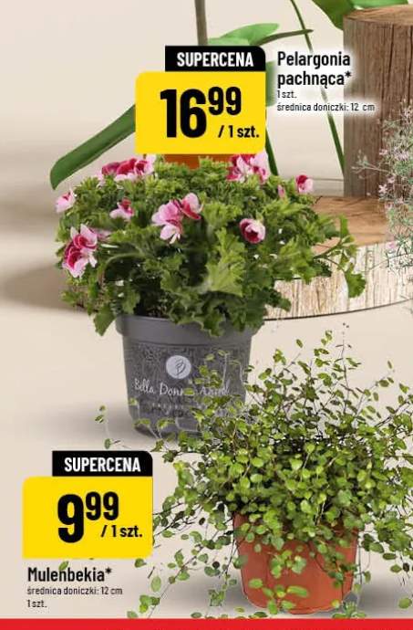 Muelenbekia średnica doniczki 12cm