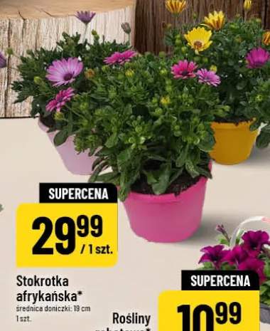 Stokrotka afrykańska średnica doniczki 19cm