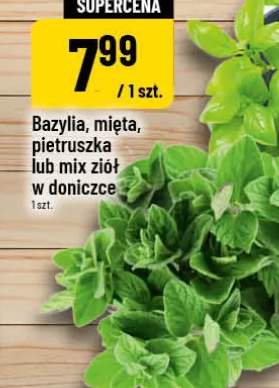 Mix ziół w doniczce