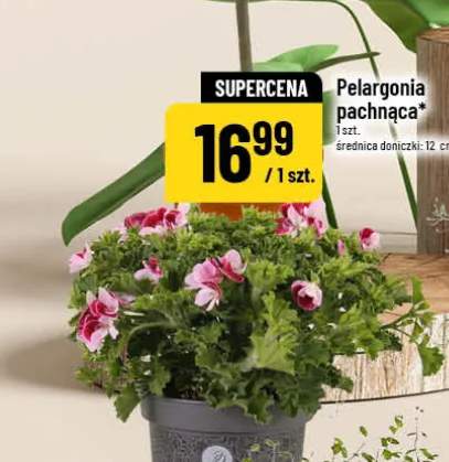 Pelargonia pachnąca średnica doniczki 12cm