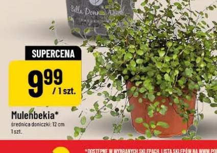 Muelenbekia średnica doniczki 12cm