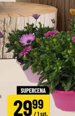 Stokrotka afrykańska średnica doniczki 19cm