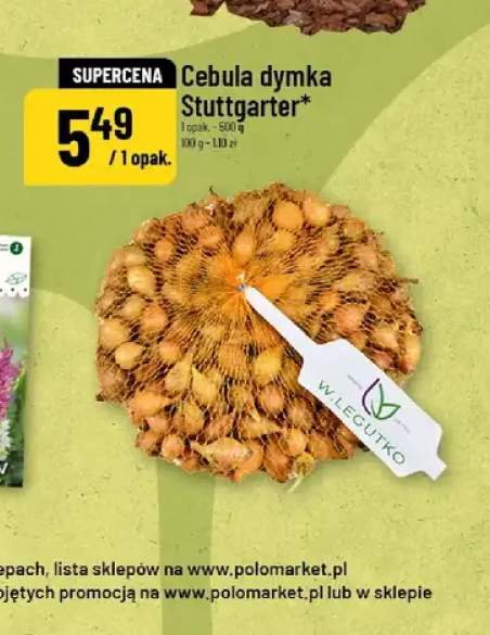 Cebula dymka Stuttgarter W.Legutko