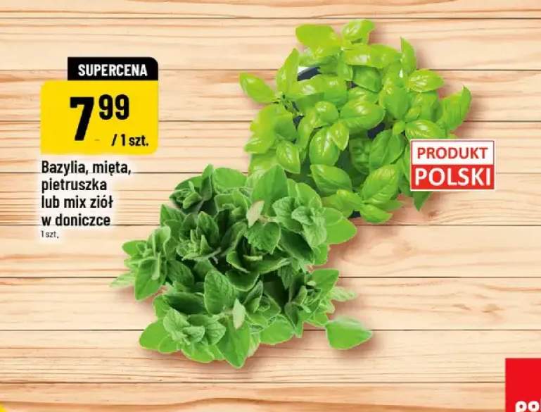 Pietruszka w doniczce polska