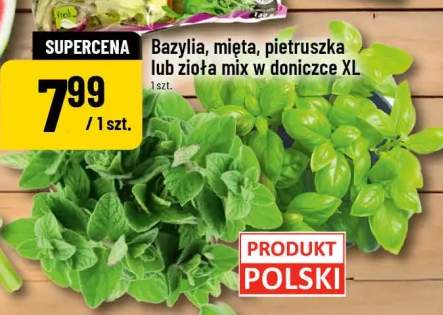 Bazylia w doniczce XL polska