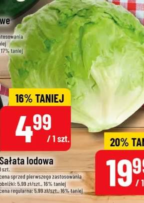 Sałata lodowa