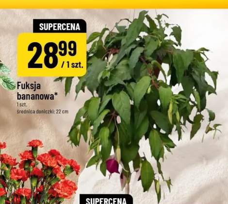 Fuksja bananowa