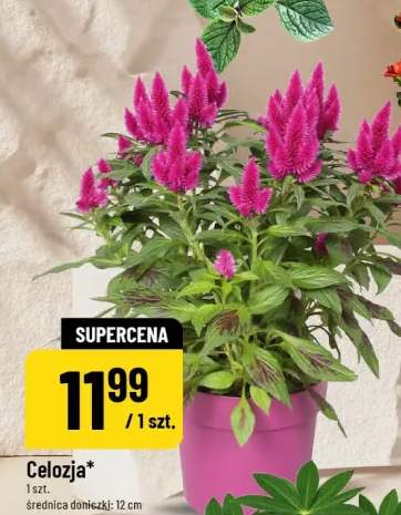 Celozja