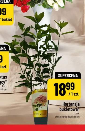 Hortensja bukietowa