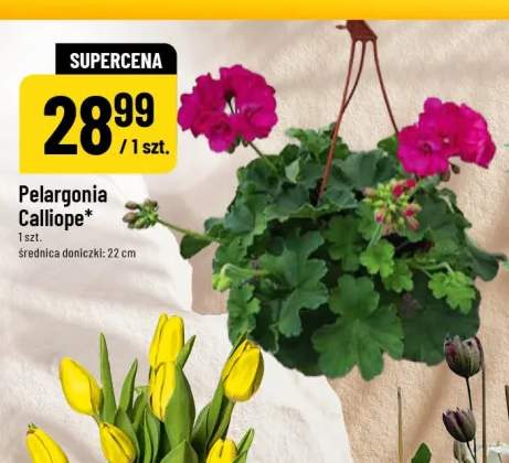Pelargonia Calliope średnica doniczki 22cm