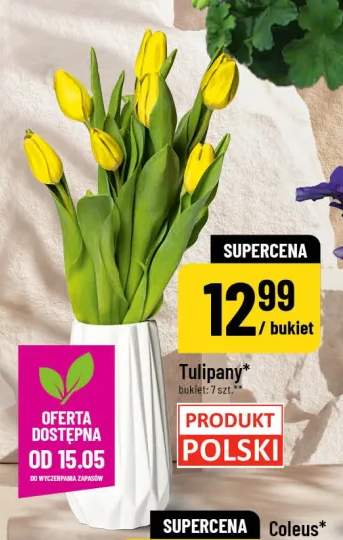 Tulipany polskie bukiet 7-pak