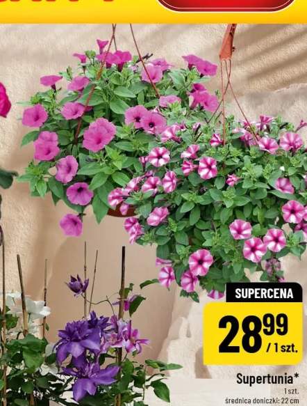 Supertunia średnica doniczki 22cm