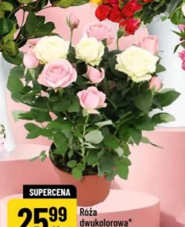 Róża dwukolorowa średnica doniczki 14cm