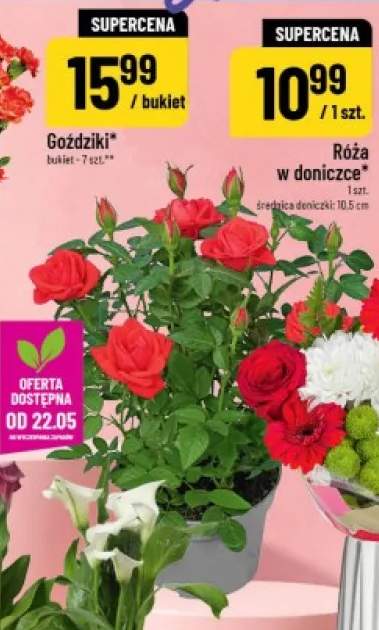 Róża w doniczce średnica doniczki 10,5cm