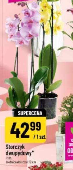 Storczyk dwupędowy średnica doniczki 12cm