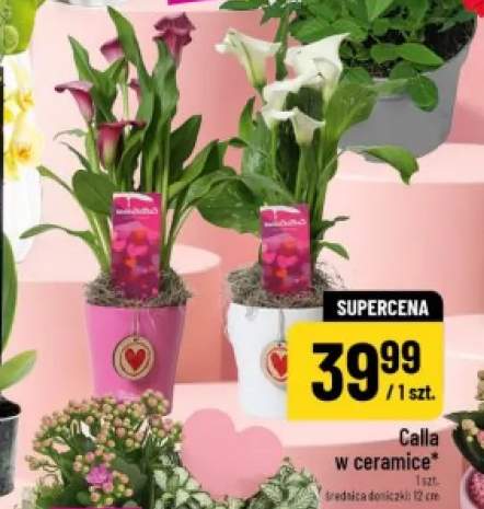 Calla w ceramice średnica doniczki 12cm