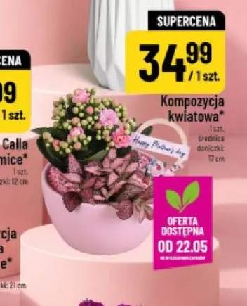 Kompozycja kwiatowa średnica doniczki 17cm