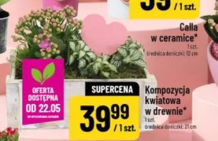 Kompozycja kwiatowa w drewnie średnica doniczki 21cm