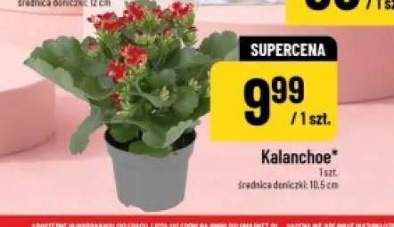 Kalanchoe średnica doniczki 10,5cm