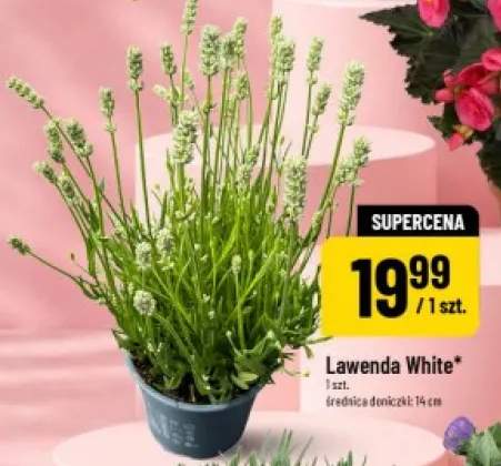 Lawenda White średnica doniczki: 14cm
