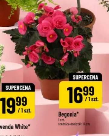 Begonia średnica doniczki: 14cm