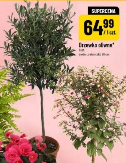 Drzewko oliwne średnica doniczki: 20cm