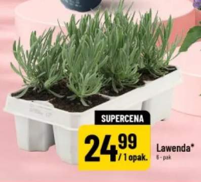 Lawenda 6-pak
