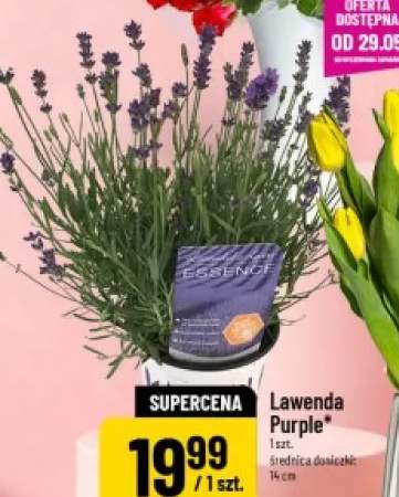 Lawenda Purple średnica doniczki: 14cm