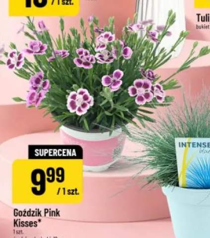 Goździk Pink Kisses średnica doniczki: 12cm