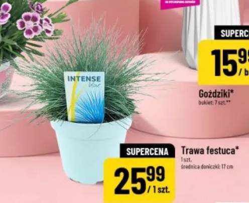 Trawa festuca średnica doniczki: 17cm
